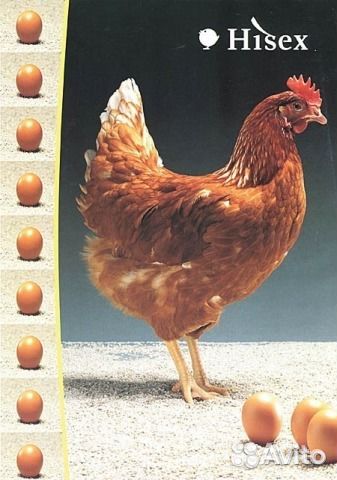 Куры молодки самых яйценоских пород