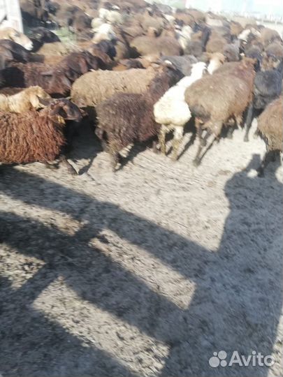 Бараны курдючные гиссарской и эдильбаевской породы