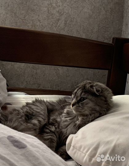 Потерялась кошка