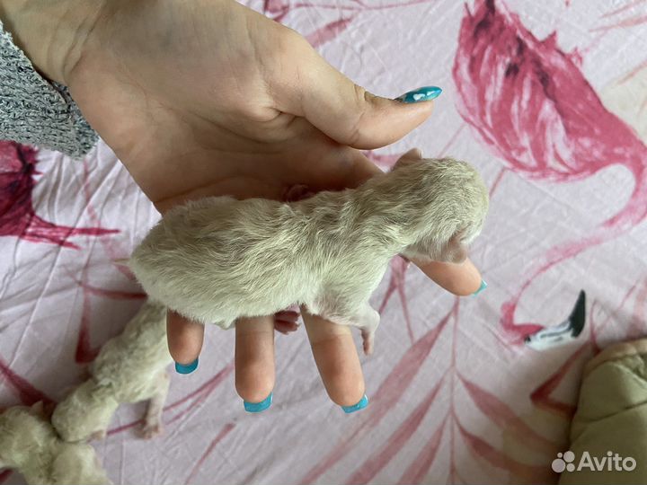 Чистопородная бурма