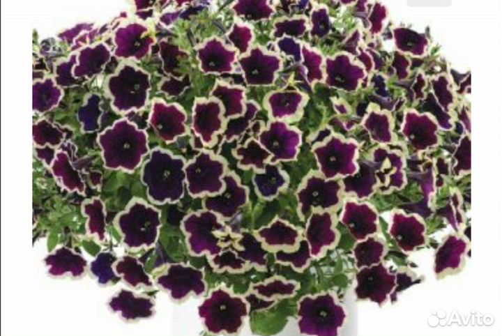 Вегетативная петуния укорененные черенки