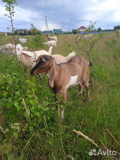 Обезроживание козлят, кастрация