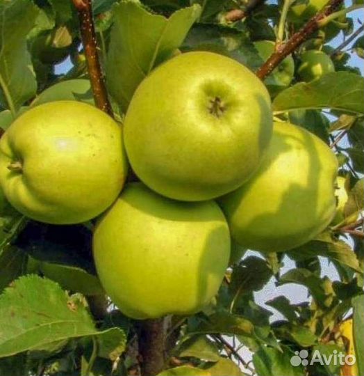 Саженцы яблони Семеренко