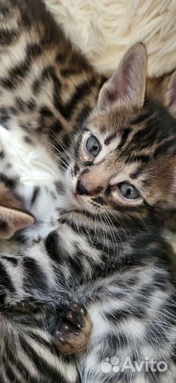 Бенгальские котята
