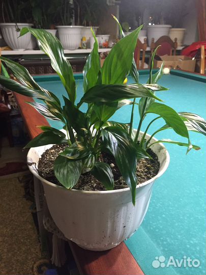 Спатифиллум