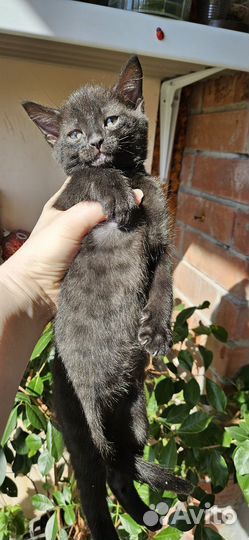 Бенгальские котята