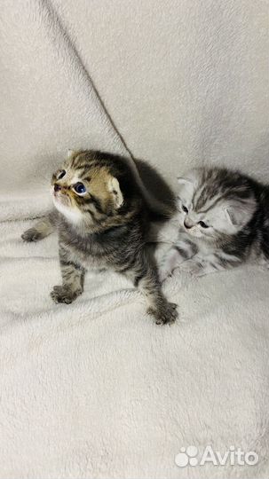 Британский котенок