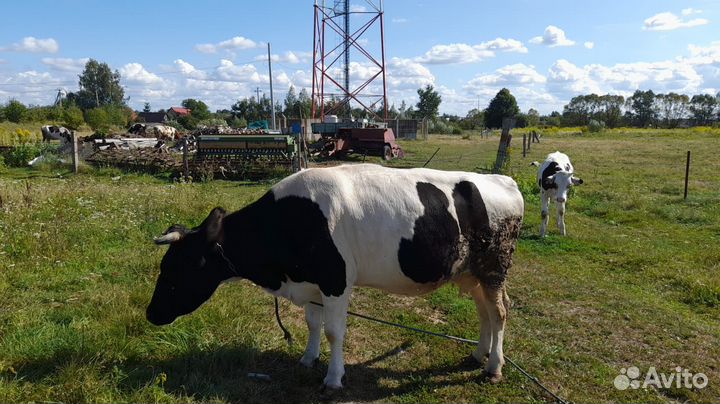 Корова стельная