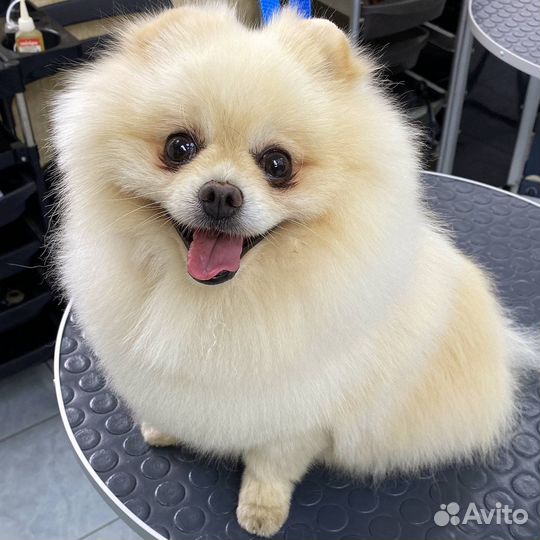 Грумер собак