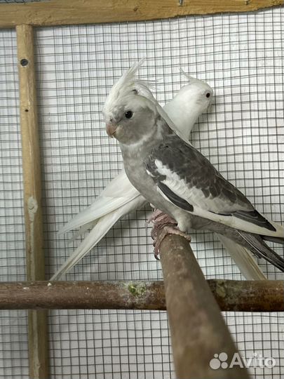 Попугаи разных видов