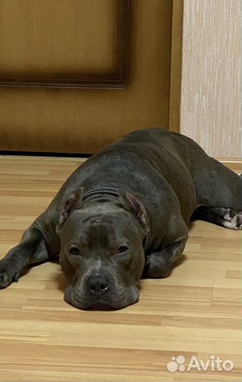 Стаффордширский терьер вязка