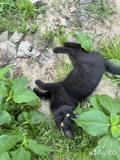 Кошка в добрые руки