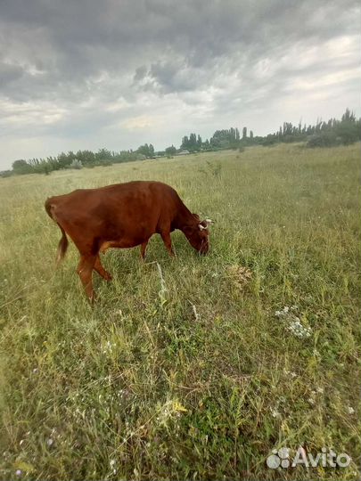 Корова/Телята