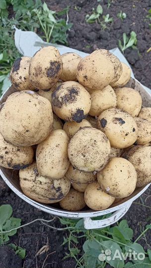 Продам картофель