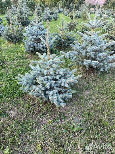 Ель голубая 1 м