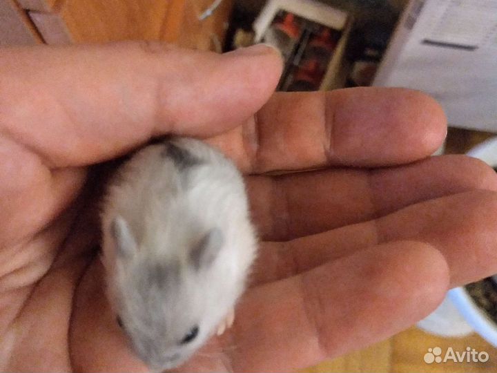 Джунгарский хомяк