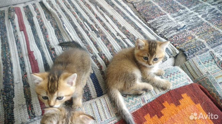 Котята шотландцы