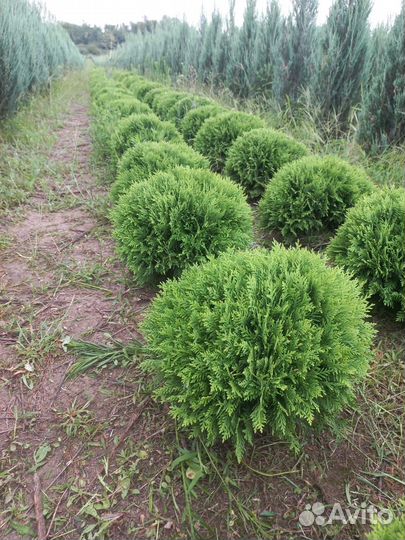 Туя шаровидная Даника,Вудварди
