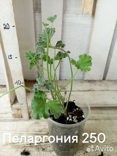 Комнатные цветы растение Герань душистая плектрант