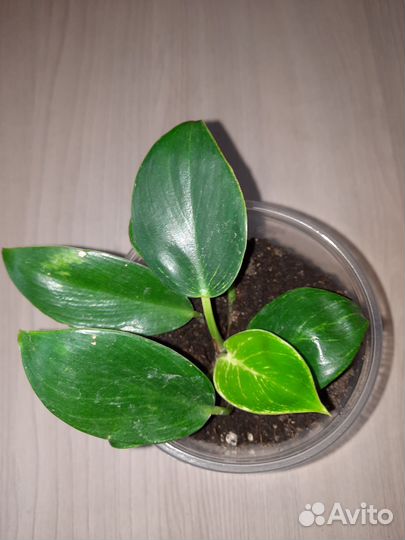 Филодендрон