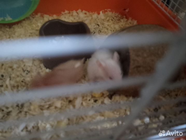 Сирийский хомяк