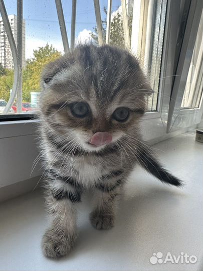 Британская вислоухая мраморная шиншилла