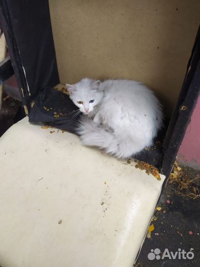Кошки в добрые руки