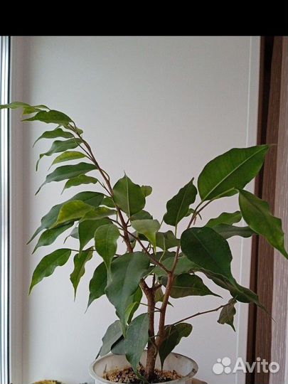 Фикус Бенджамина