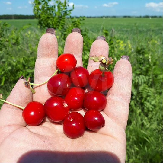 Участок 1,5 га (СНТ, ДНП)
