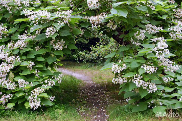 Катальпа прекрасная/яйцевидная/Фаргеза, семена