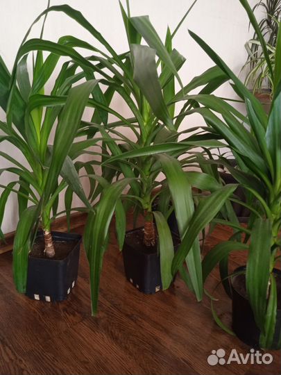 Комнатные цветы юкка