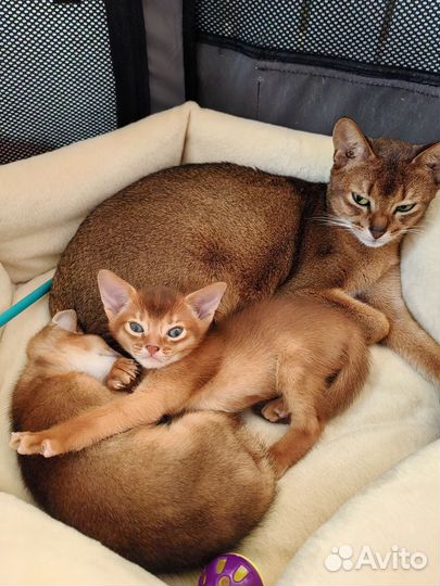 Абиссинские котята