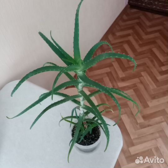 Алоэ 4 года,алоэ 2 года,алоэ 1 год