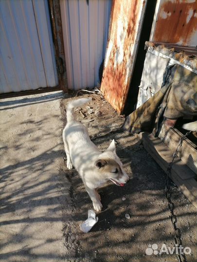 Щенки в добрые руки