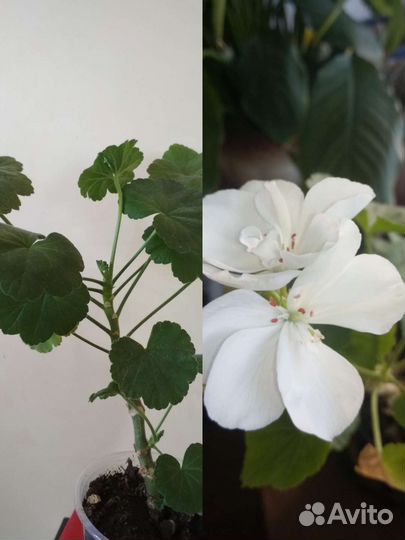 Комнатные растения (обновление)