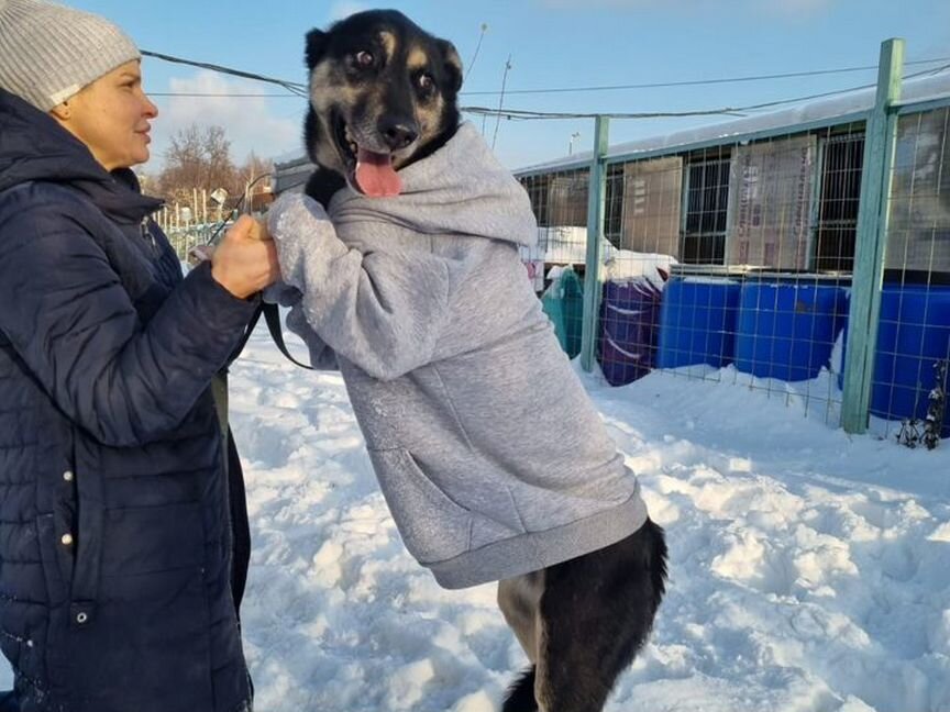 Замечательный песик Макс в добрую семью