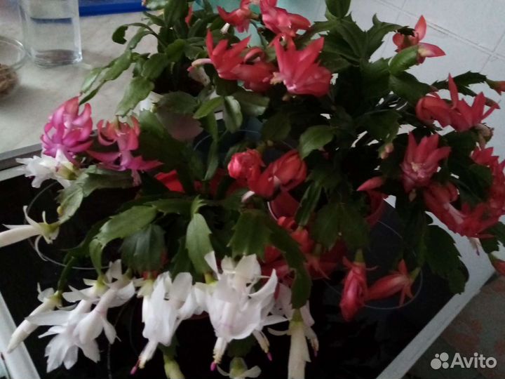 Продам комн. цветы