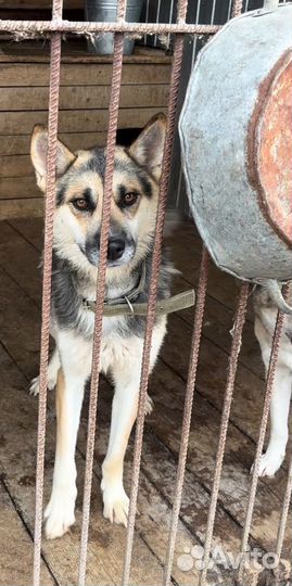 Собака бесплатно