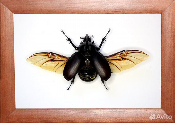 Жук-носорог Eupatorus birmanicus