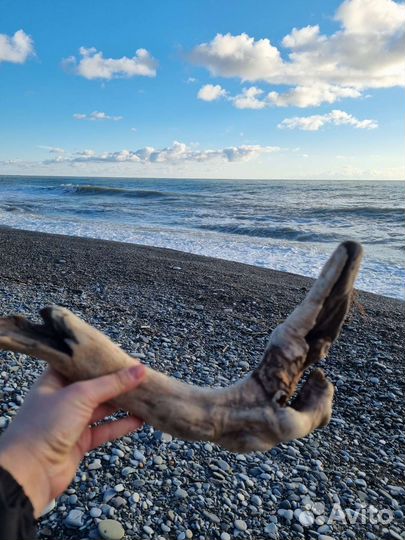 Дрифт вуд много