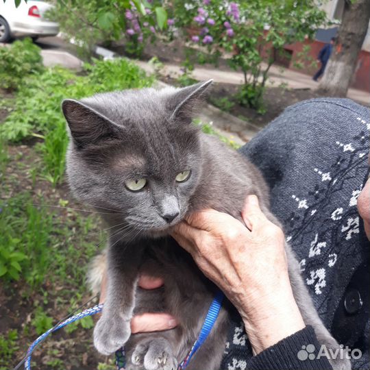 В добрае руки бесплатно кошечка русская голубая