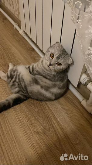 Отдаю бесплатно котят