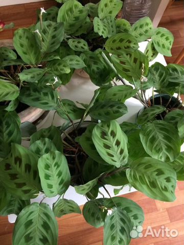 Маранта Керховена (Maranta kerchoveana) цветущая купить в Санкт ...