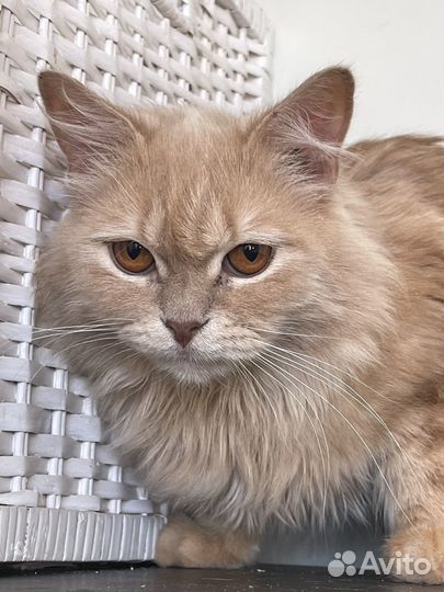 Котик персикового окраса 10 мес.Идеальный