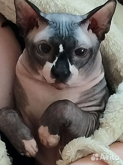 Канадский сфинкс вязка