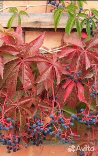 Саженцы девичий виноград