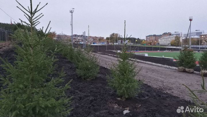 Саженцы сибирской ели экстра класс