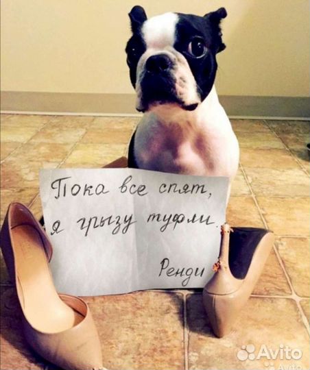 Вредные собаки