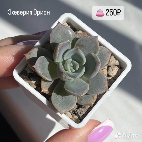 Суккуленты эхеверия пахиверия граптоседум