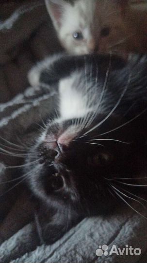 Отдам котика в добрые руки